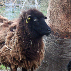 Les moutons Shropshire et d’Ouessant